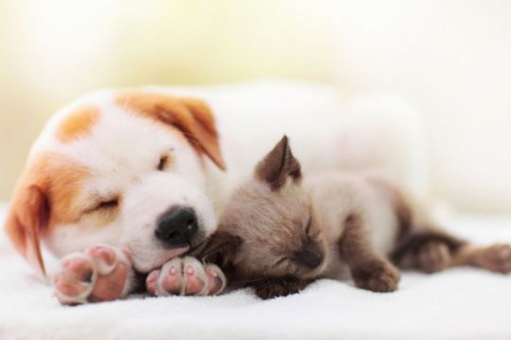 Guide for New Puppy and Kitten Owners