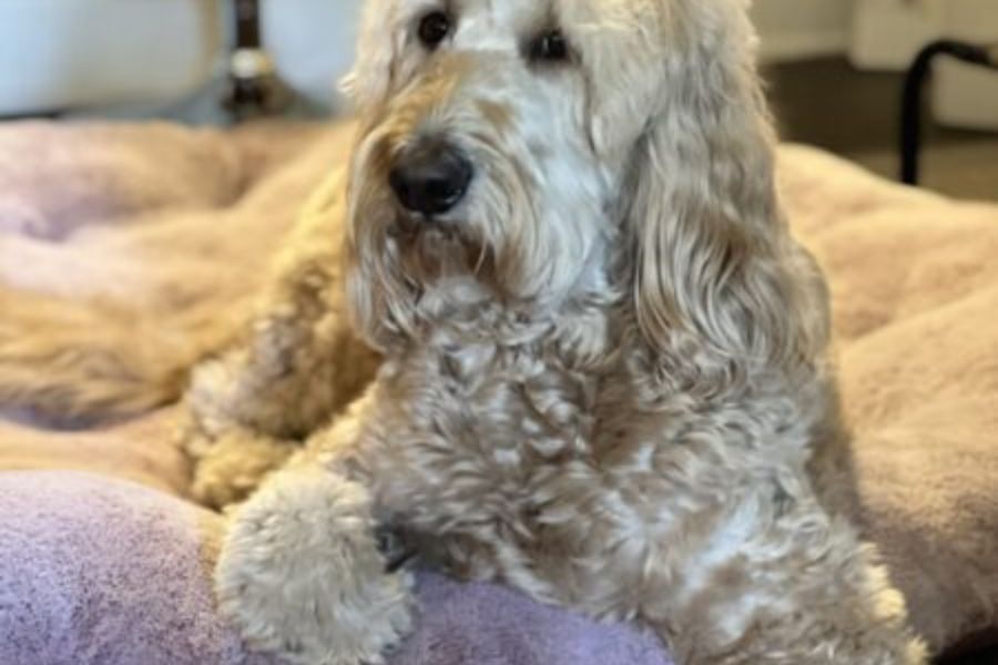 Learn the most common health issues senior pets face and how to manage them effectively. Discover tips for mobility, nutrition, dental health, and early detection to help aging pets thrive.