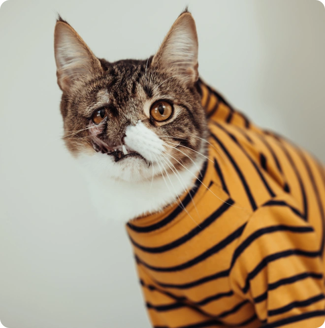 Cat Cta